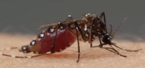 Usage of Mosquitoes to Deliver Vaccines
