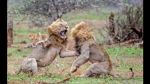 Look when a loin attacks another loin, the lion gets angry