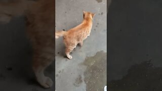 Two cats together. Grey cat and Orange cat. 😍