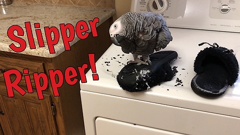 Einstein the talking parrot destroys owner's slippers
