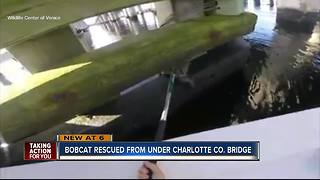 Charlotte Co. deputies help injured bobcat hiding under bridge