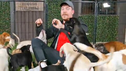 I rescued 100 abandoned dogs, mr beast