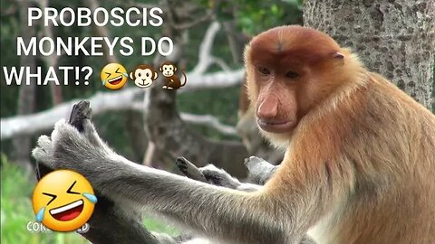 Worlds funniest Monkeys! #monkeys #primates #funnyanimals #funnymonkeys #animals