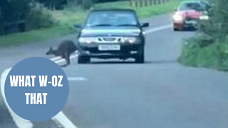 Escaped WALLABY filmed bouncing alongside shocked motorists in Devon.