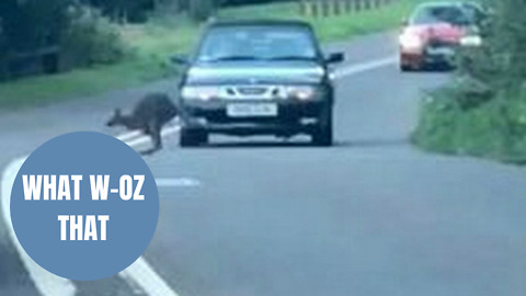 Escaped WALLABY filmed bouncing alongside shocked motorists in Devon.