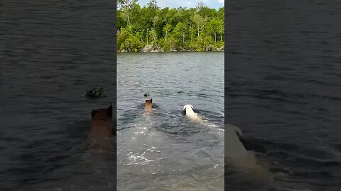 Belgian Malinois & Dogo Argentino race to swim for BIG stick