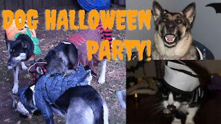 Family of Dogs Halloween Party | Maple Cries When They Have To Go (Halloween Special Part 2)