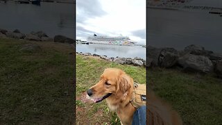 Watching a Norwegian Cruse Ship depart from port in #charlottetown #pei #goldenretrievers