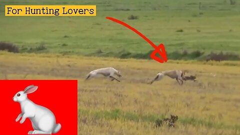 Greyhounds chasing Hare | galgos y liebres 🐇|赛狗和野兔 | السلوقي يطارد الارنب | ग्रेहाउंड और खरगोश