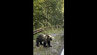 Wild Bear eating apple transfagaran Romania