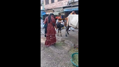 cow animal feeding in Haridwar