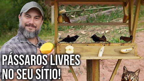 Hora de trazer PÁSSAROS para o Rancho SV!