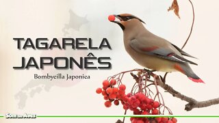 O Colorido TAGARELA JAPONÊS - Japanese Waxwing (Bombycilla Japonica)