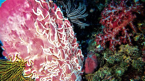 Bizarre alien worm-like creatures infest gigantic barrel sponge