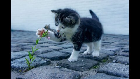 Somali cats Fun