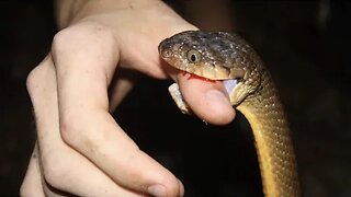 Venomous SNAKES of AUSTRALIA! (Uninhabited Rainforest)
