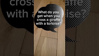 Tortoise dad joke #jokes #dadjokes #funnyjokes