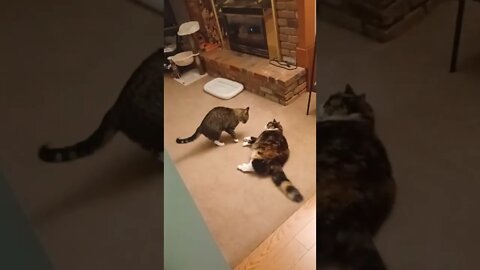 Almost a Cat Fight Complilation
