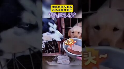 #shorts #动物成精 #搞笑娱乐#funnyvideo #cuteanimals