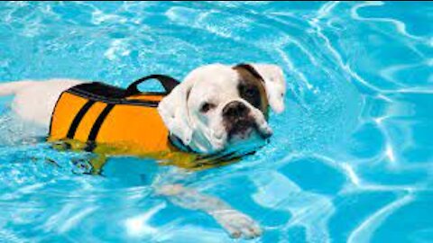 How I Teaching My Dogs To Swim and to be water safe