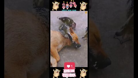 27_😂🐶😂 Baby Dogs - Cute and Funny Dogs Video 😂🐶😂 (2022)