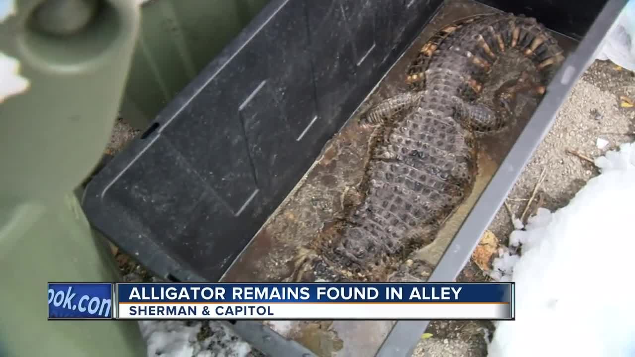 Neighbors, police investigate mysterious alligator remains left in Milwaukee alley