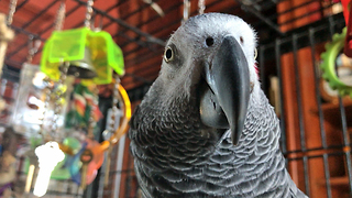 Happy Talking African Grey Parrot Says Ho Ho Ho