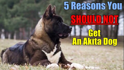 5 Reasons you should NOT get an Akita dog!