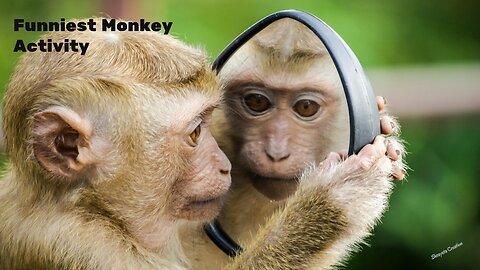 Monkey funny video