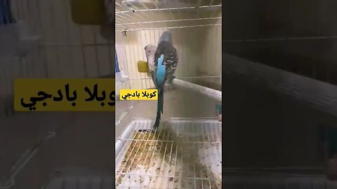 كوبلا بادجي ألبينو فاص كيوت روعة