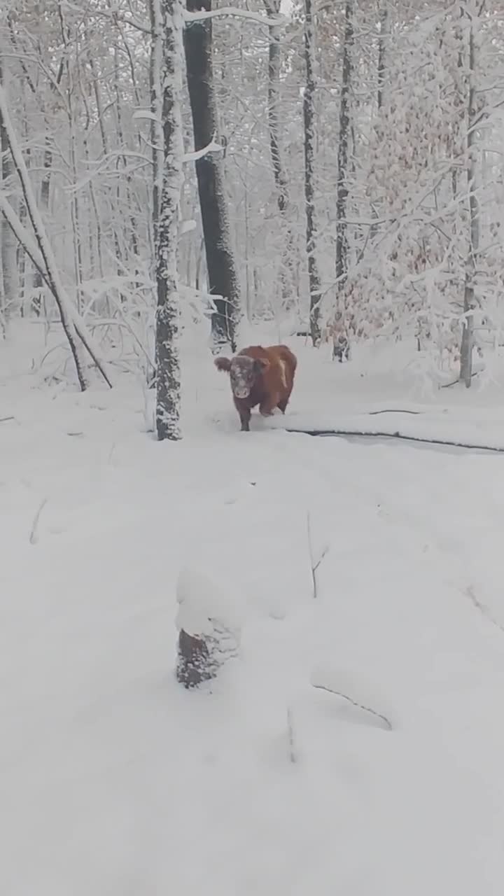 Walter, a 2-year-old Scottish Highland