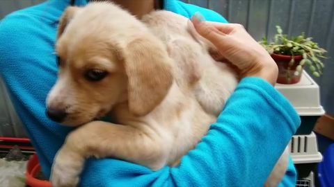 Abandoned puppies get second chance at life