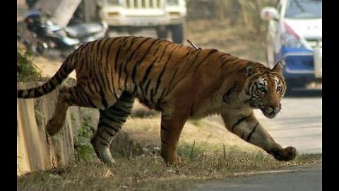 Two people injured by the tiger attack in the city.