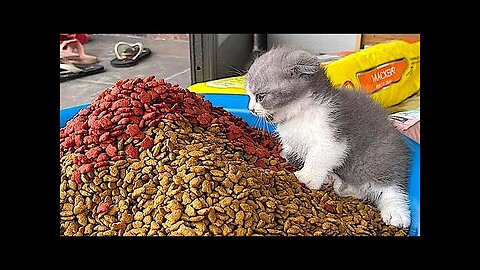 New Funny Animals Video 2023 _ Funniest Cats and Dogs Videos _ New Funny Video Of Cat And Dogs