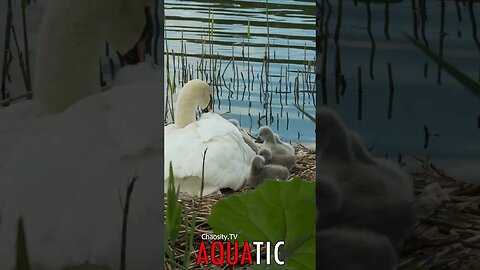 🌊 #AQUATIC - Graceful Guardians: Swan Parents Tending to Their Cygnets 🦈