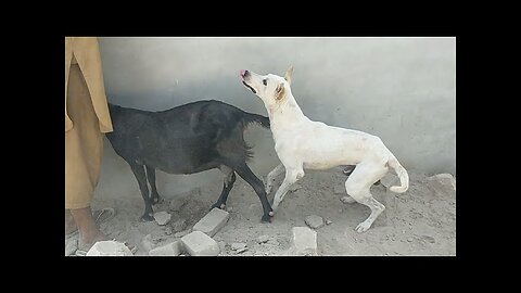 Black goat and dog Meet 1st time