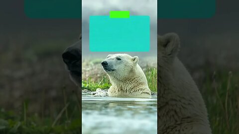 This is how long polar bears can be underwater #shorts