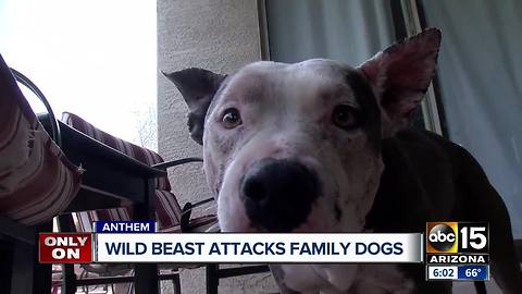 Dog owner warning others after dogs attacked by wild animal in Anthem