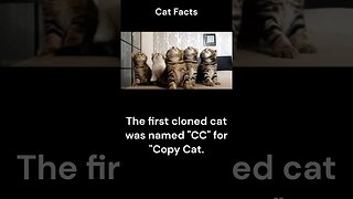 Cat Facts #shorts #youtubeshorts #cat #facts #Humor