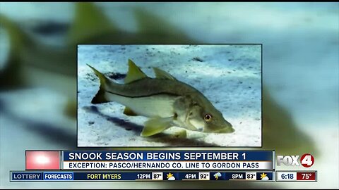 No snook season for Pasco-Hernando county line south to Gordon pass in Collier County