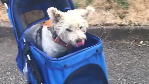 Westie gets pushed like baby in stroller