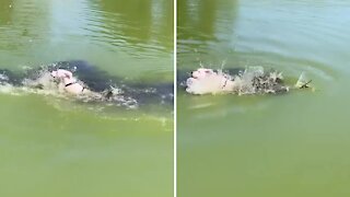 Swimming puppy freaks out after unseen branch touches him