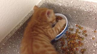 Funny Cat Overprotective Of His Food