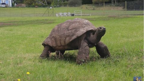The oldest living Giant Tortoise
