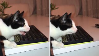 Cat Makes Bizarre Movements While Stalking A Fly