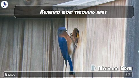 Bluebird mom teaching baby