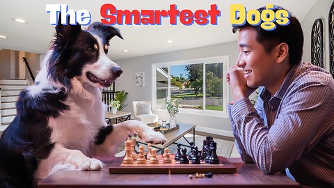 The Smartest Dogs in the World Their Intelligence is Unbelievable