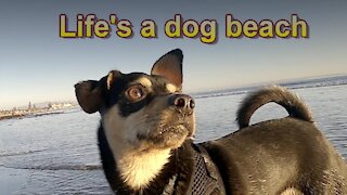 Life's a Dog Beach