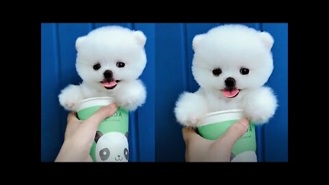 Tik Tok Puppies 🐶 Cute and Funny Dog Videos Compilation 2021