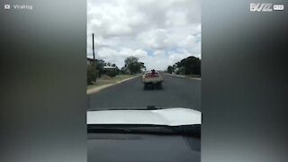 En ku tar en tur på en lastebil i Australia